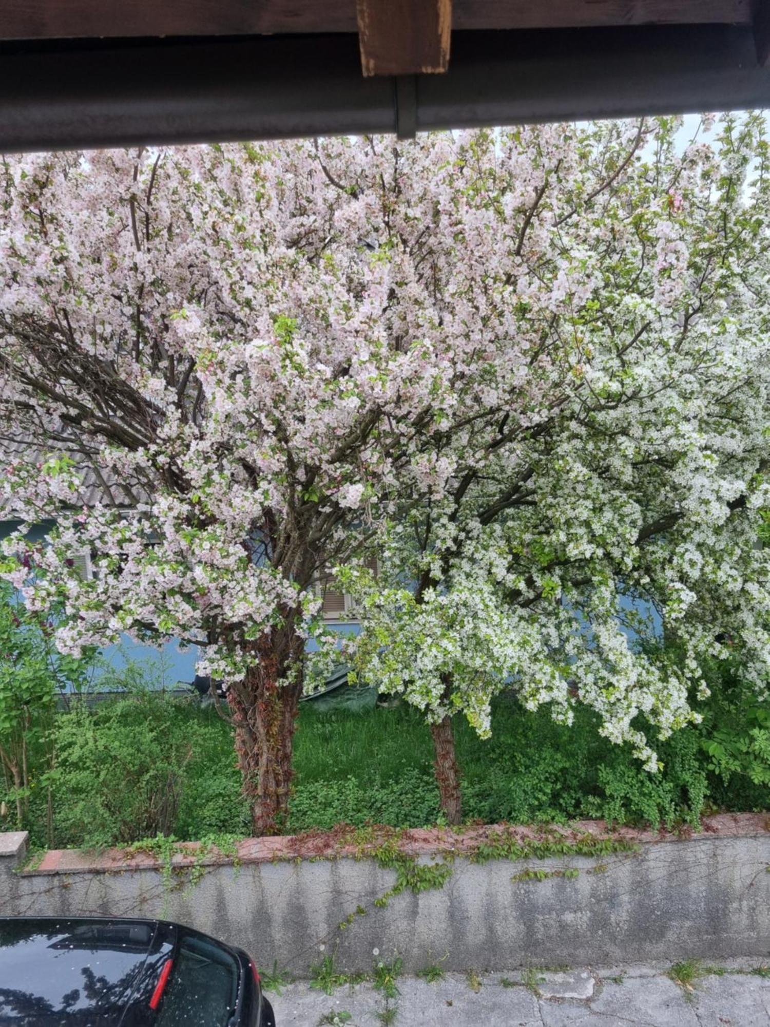 Ferienwohnung Anna Grödig Exteriör bild